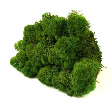Mech Chrobotek Reniferowy (1. Moss Green) - 5 kg