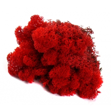 MECH Chrobotek Reniferowy ( 4.Red ) 2,5 kg