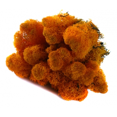 MECH Chrobotek Reniferowy (11.Orange) 2,5 kg