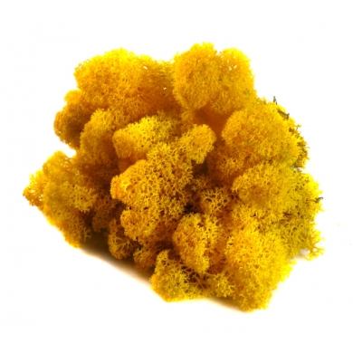 MECH Chrobotek Reniferowy (5.Yellow) 200 g
