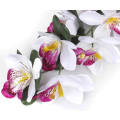 Storczyk gałązka CYMBIDIUM white/purple