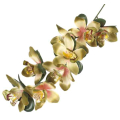 Storczyk gałązka CYMBIDIUM green/olive