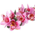 Storczyk gałązka CYMBIDIUM pink/purple