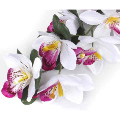 Storczyk gałązka CYMBIDIUM white/purple