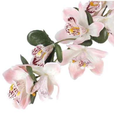 Storczyk gałązka CYMBIDIUM pink/cream