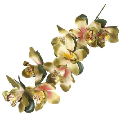 Storczyk gałązka CYMBIDIUM green/olive