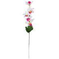 S120 Storczyk CYMBIDIUM gałązka MINI pink/purple