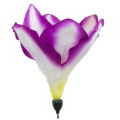 Amarylis główka 15 cm kwiat Purple/White