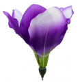 Amarylis główka 15 cm kwiat Violet/Green