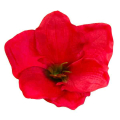 Amarylis główka 15 cm kwiat Red/Green