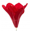Amarylis główka 15 cm Red