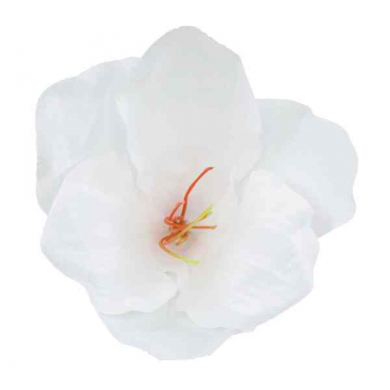 Amarylis główka 15 cm White