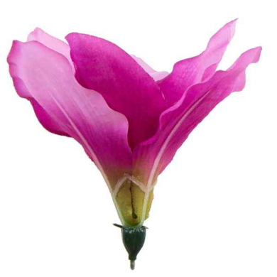 Amarylis główka 15 cm kwiat Dk.Pink/Green