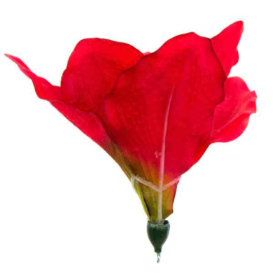 Amarylis główka 15 cm kwiat Red/Green