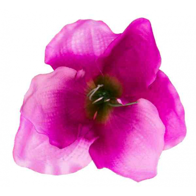Amarylis główka 15 cm kwiat Dk.Pink/Green