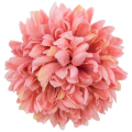 Chryzantema ananas główka 14 cm Kwiat pink 6 sztuk