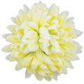 Chryzantema ananas główka 14 cm Kwiat yellow/green