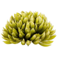 Chryzantema ananas główka 14 cm Kwiat dk.olive