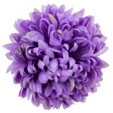 Chryzantema ananas główka 14 cm Kwiat violet