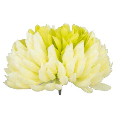 Chryzantema ananas główka 14 cm Kwiat green