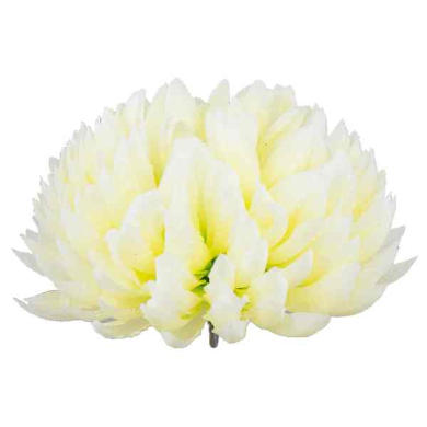 Chryzantema ananas główka 14 cm Kwiat yellow/green