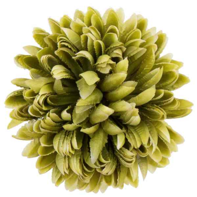 Chryzantema ananas główka 14 cm Kwiat dk.olive