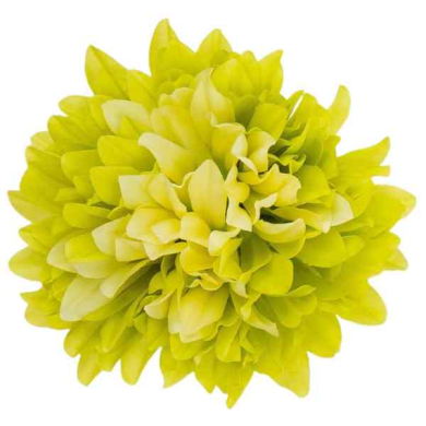 Chryzantema główka 13 cm Green