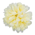 Chryzantema główka kwiat Lt.Yellow