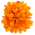 Chryzantema główka kwiat Orange 24 szt