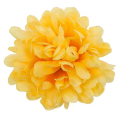 Chryzantema główka kwiat Yellow