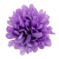 Chryzantema główka kwiat Violet