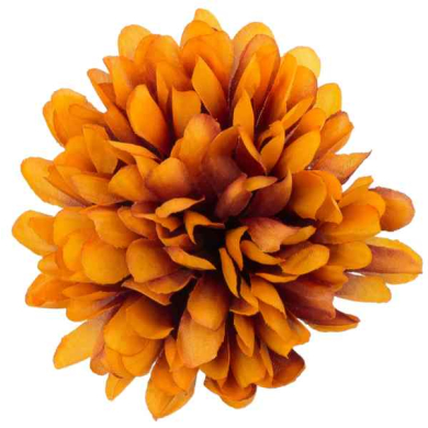Chryzantema główka kwiat Orange/Brown