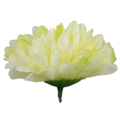 Chryzantema główka kwiat Lt.Green