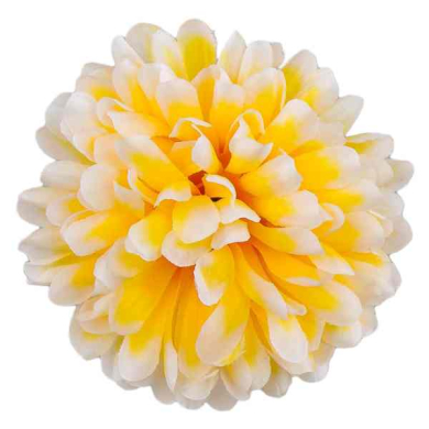 Chryzantema główka kwiat Sunny Yellow