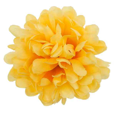 Chryzantema główka kwiat Yellow 24 szt