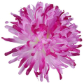 Chryzantema IGIEŁKA główka 13 cm Kwiat purple/cream
