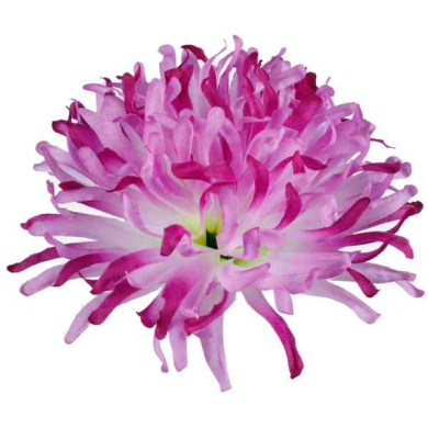Chryzantema IGIEŁKA główka 13 cm Kwiat purple/cream
