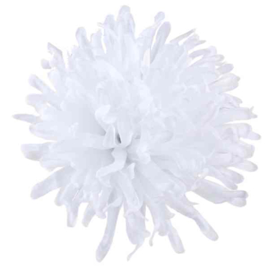 Chryzantema IGIEŁKA główka 13 cm Kwiat white