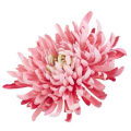 Chryzantema KRAB główka 20 cm mauve/pink