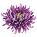 Chryzantema KRAB główka 20 cm lilac/violet