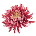 Chryzantema KRAB główka 20 cm pink/purple