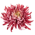 Chryzantema KRAB główka 20 cm pink/purple