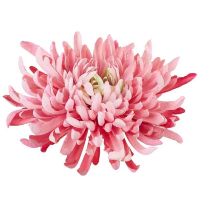 Chryzantema KRAB główka 20 cm mauve/pink