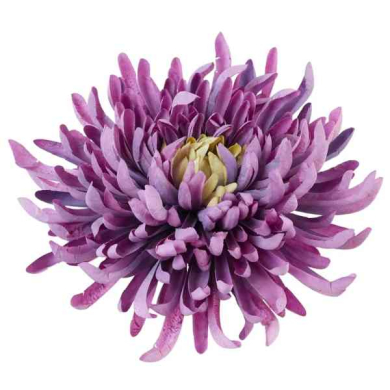 Chryzantema KRAB główka 20 cm lilac/violet