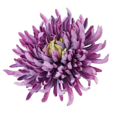 Chryzantema KRAB główka 20 cm lilac/violet
