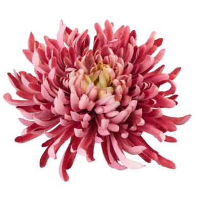 Chryzantema KRAB główka 20 cm pink/purple
