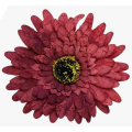 GERBERA główka 12 cm Burgund