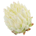 Karczoch Główka Premium Cream