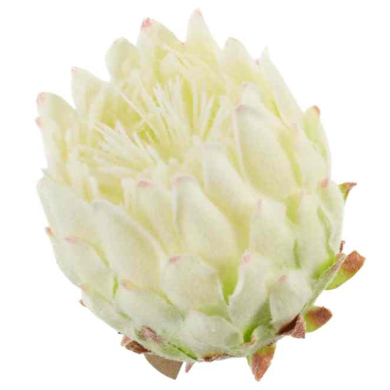 Karczoch Główka Premium Cream