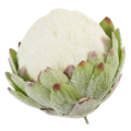 Karczoch Główka Kwiat Kula Premium Green/Cream Karczoch Główka Kwiat Kula Premium Green/Cream